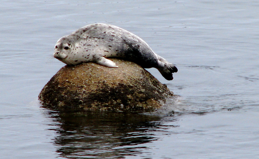LilSeal
